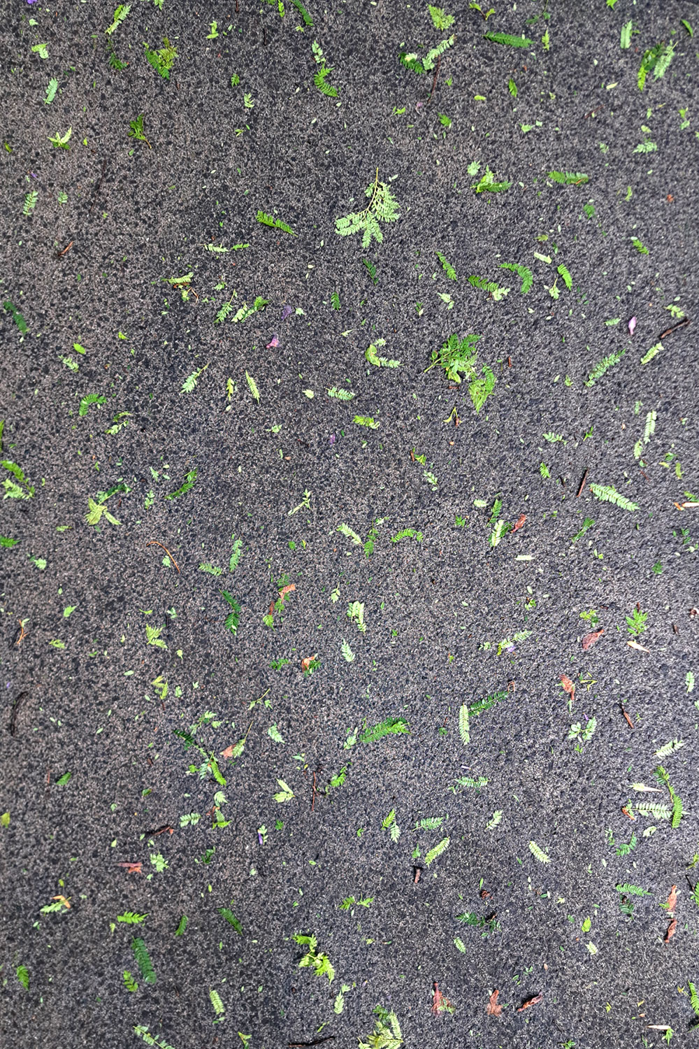 After the rain