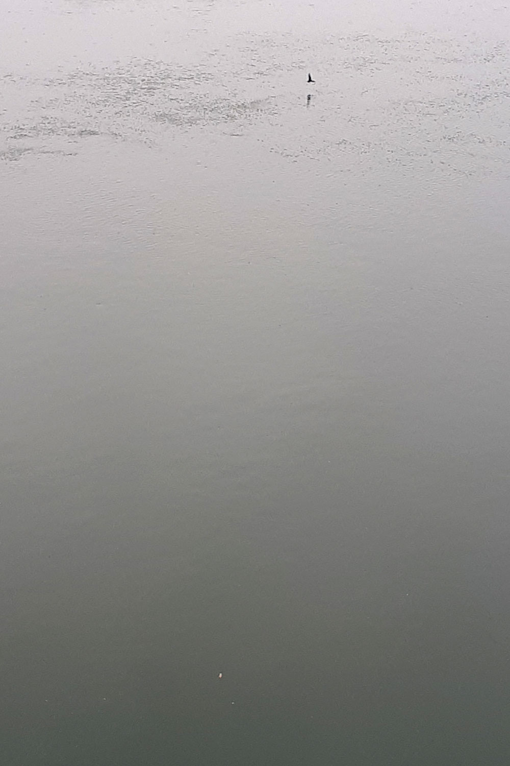 Birdsilveriver