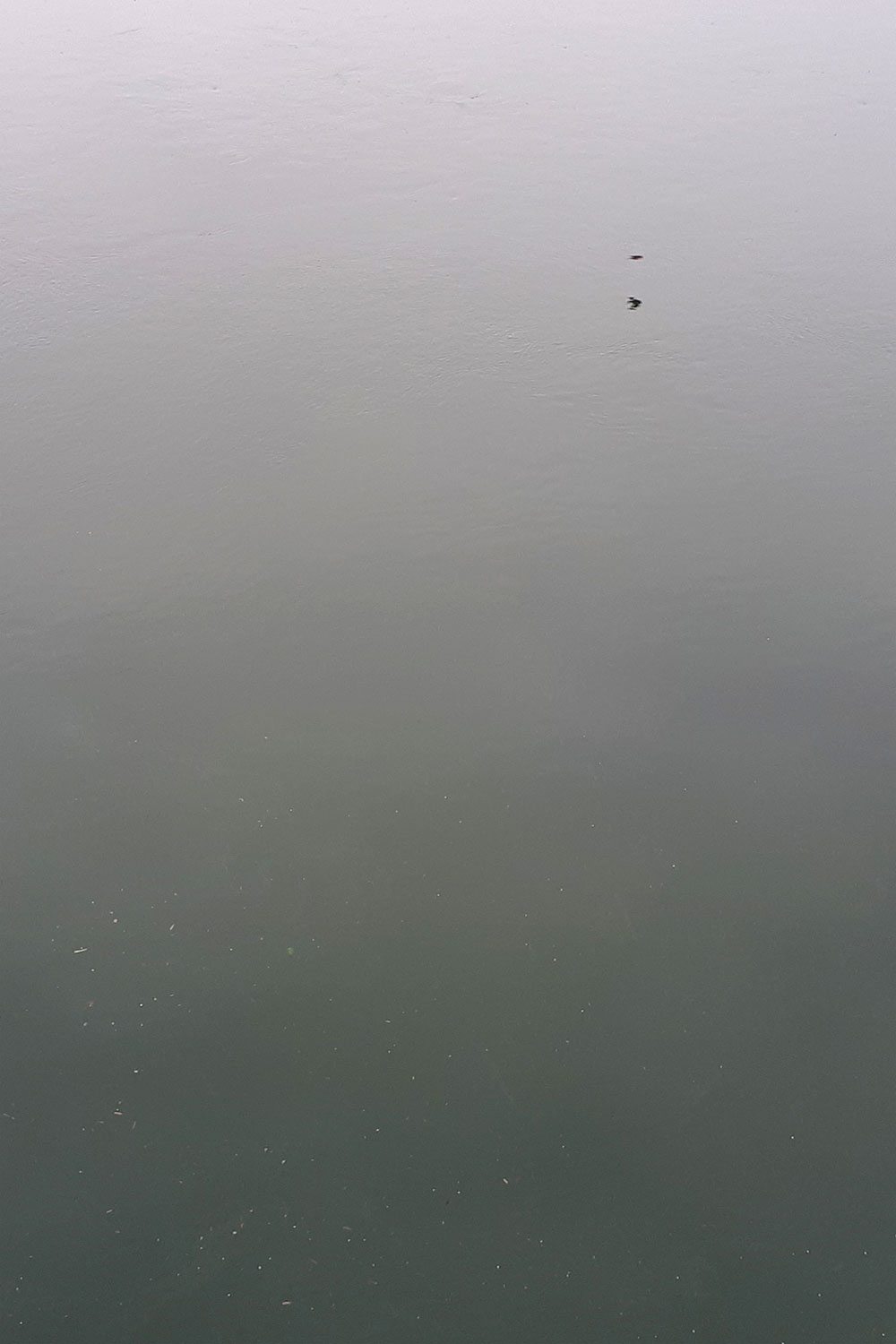 Birdsilveriver
