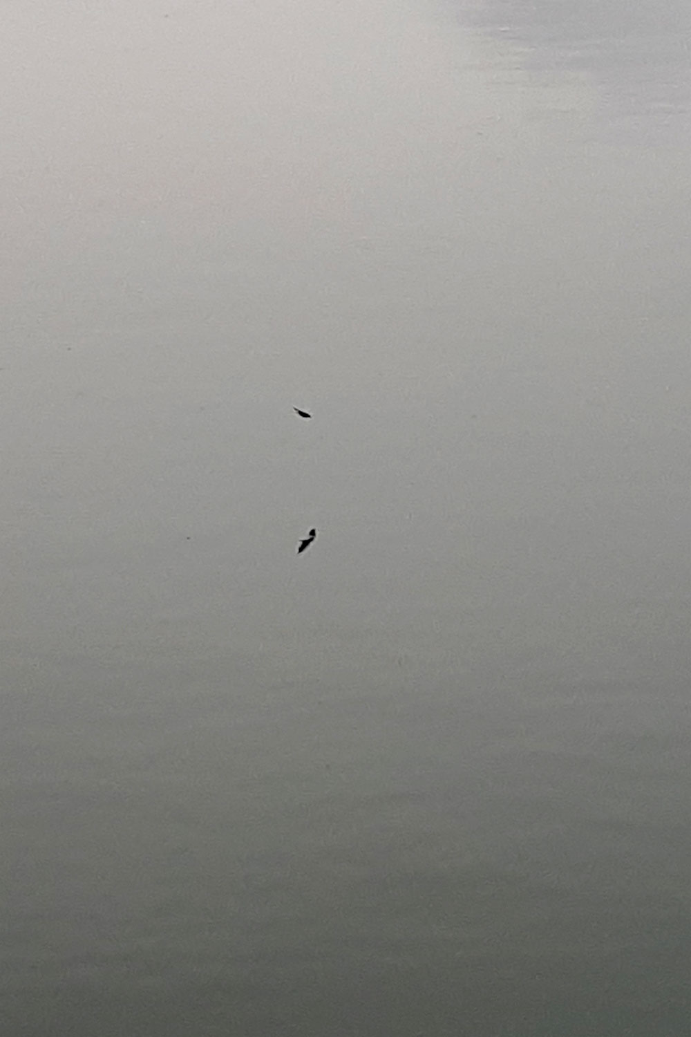 Birdsilveriver