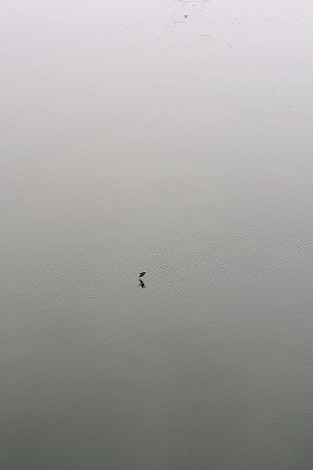 Birdsilveriver