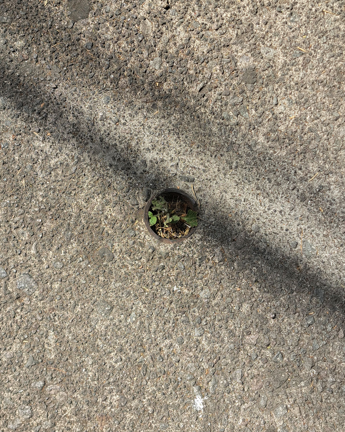 Cut pole, accidental pot