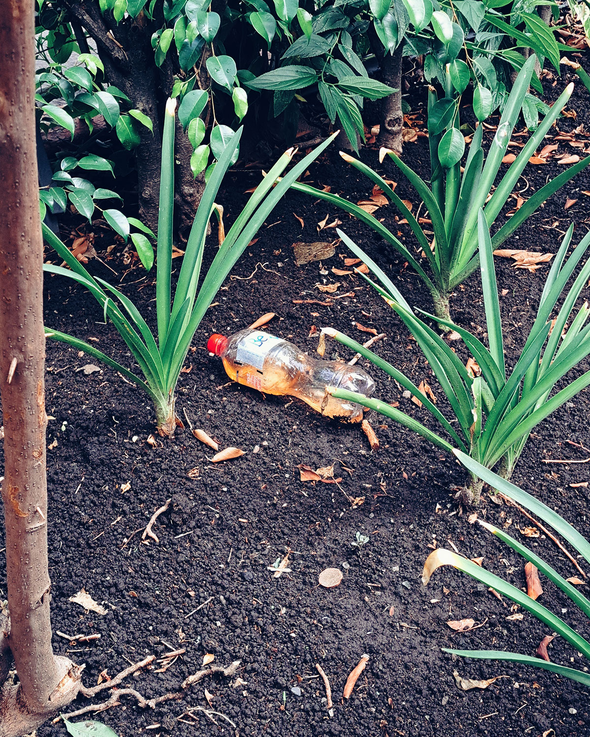 Pee bottles (Ananas)