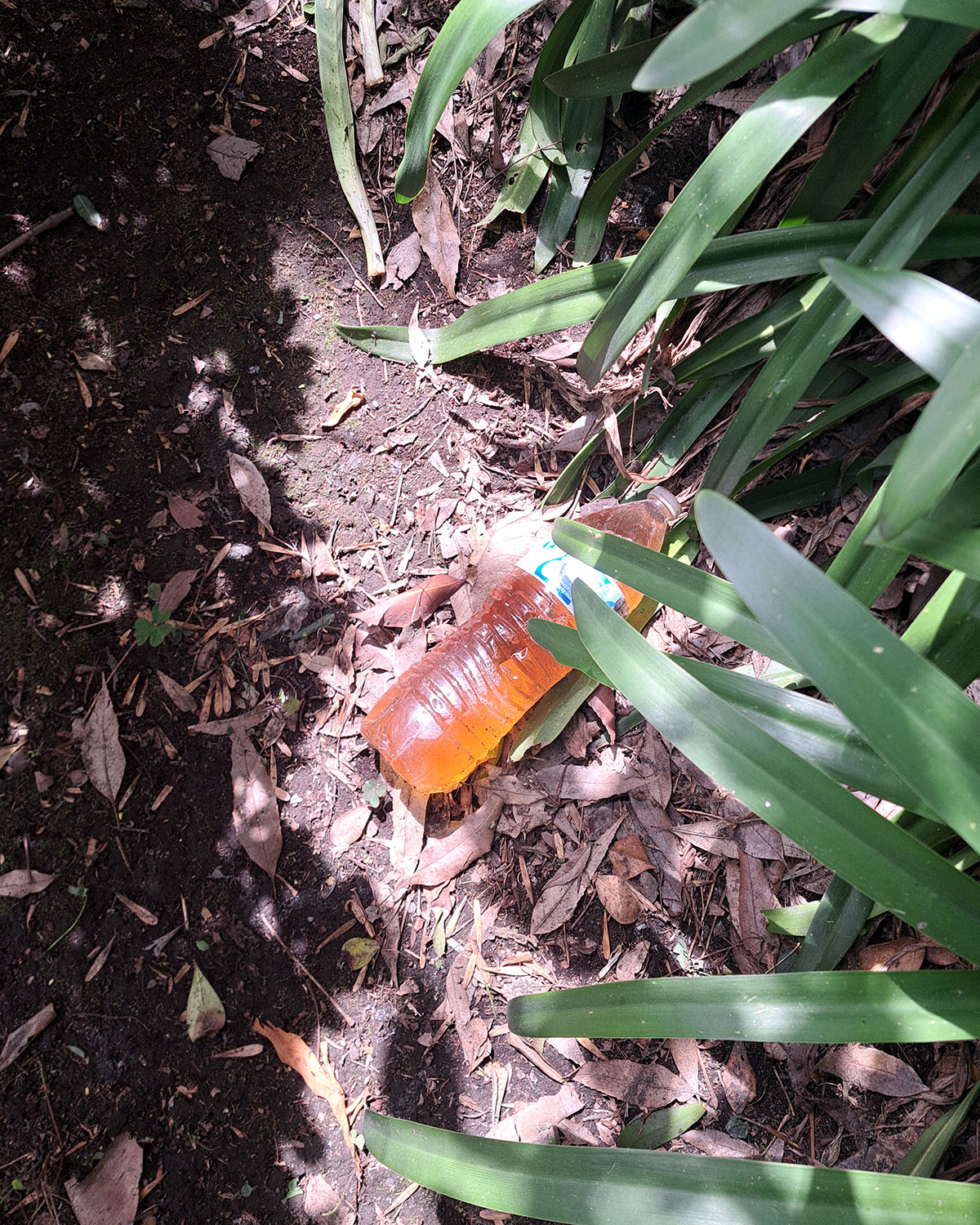 Pee bottles (Ananas)