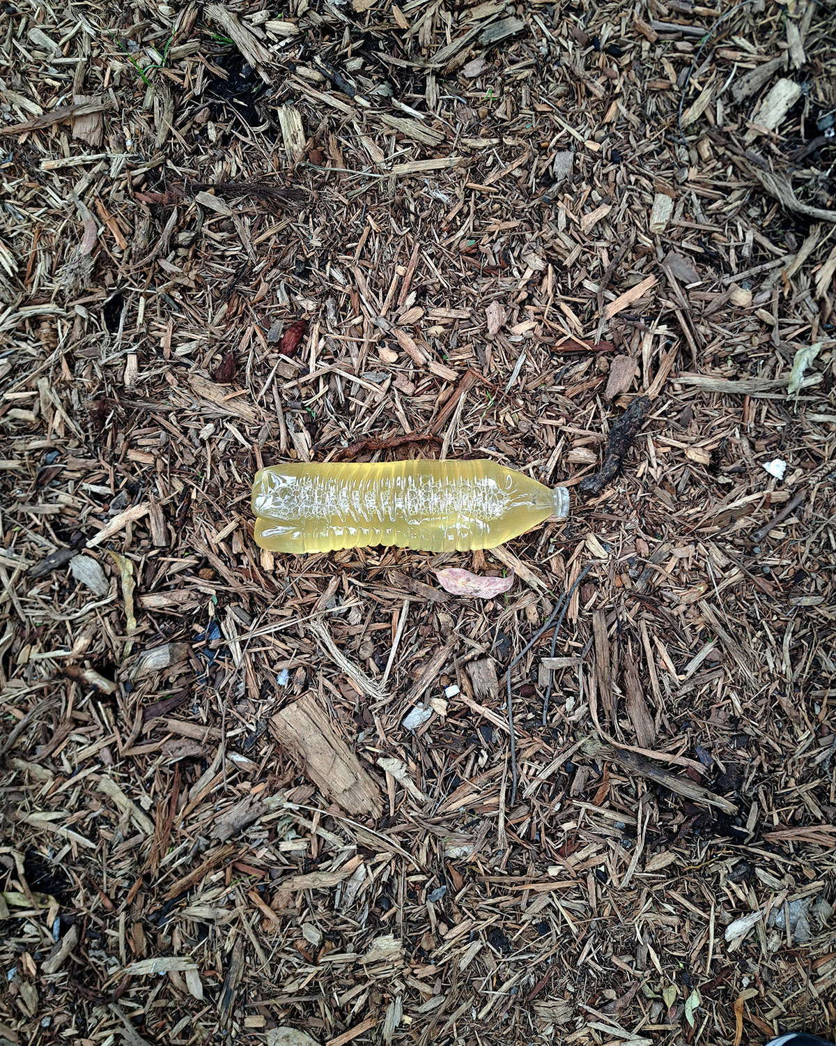 Pee bottles (Ananas)
