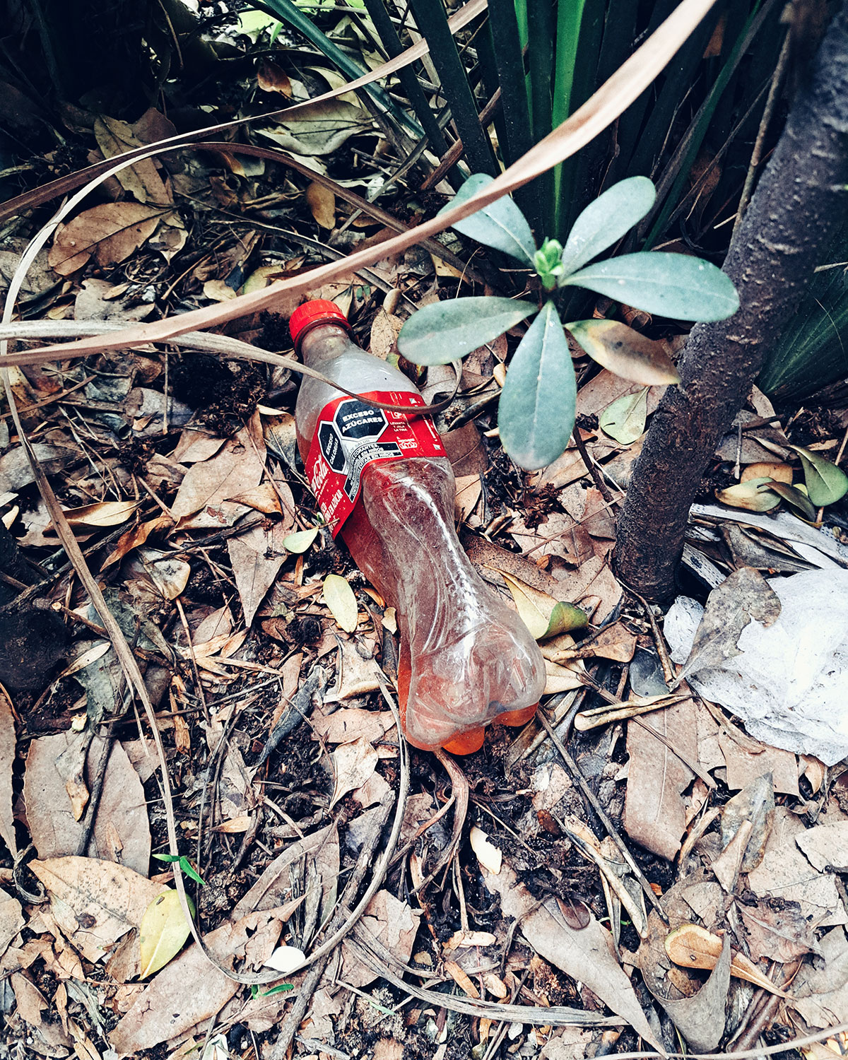 Pee bottles (Ananas)