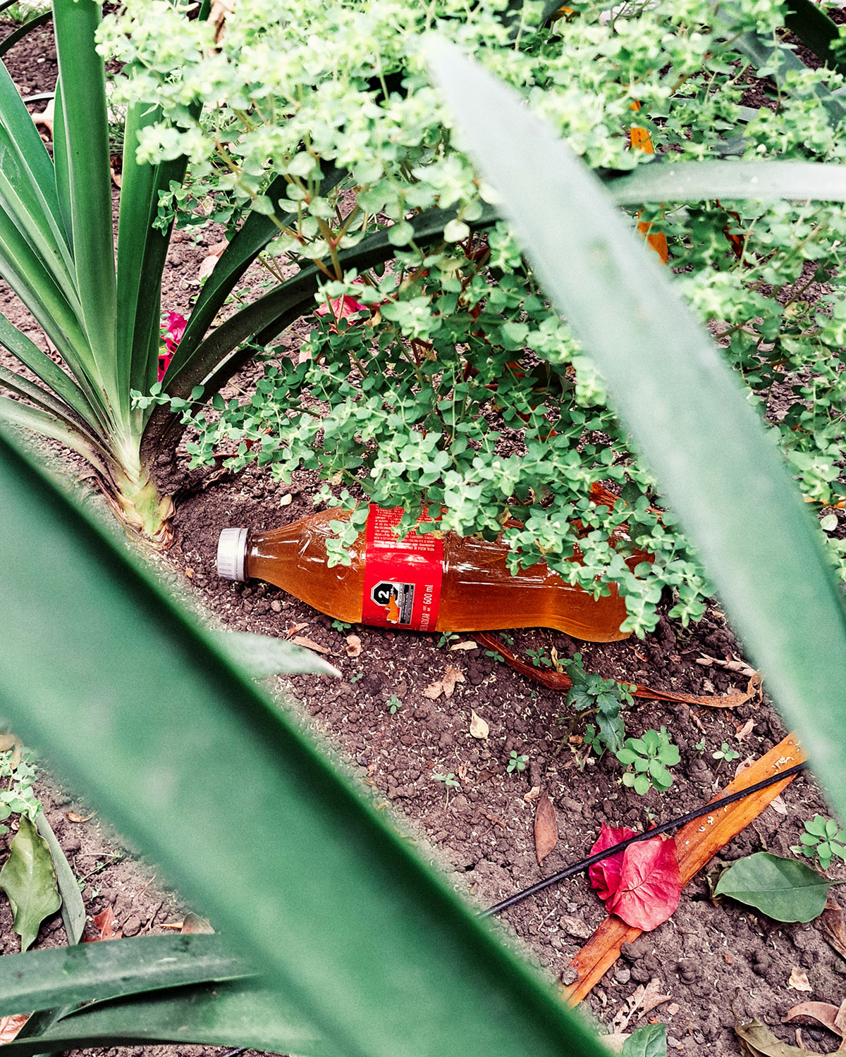 Pee bottles (Ananas)