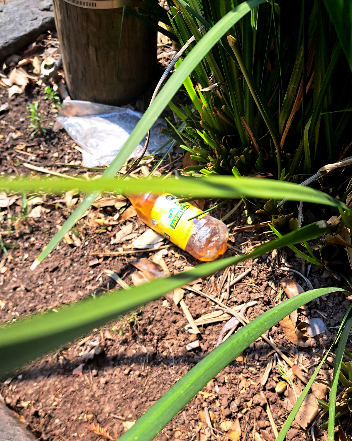 Pee bottles (Ananas)