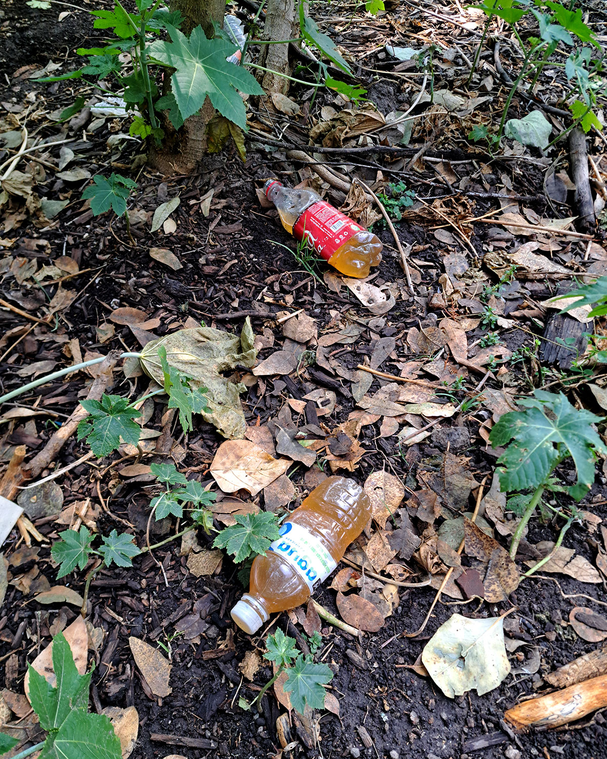 Pee bottles (Ananas)