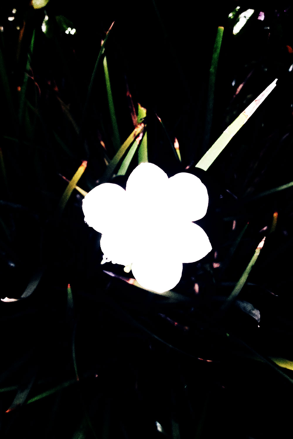 Flashlight flowers