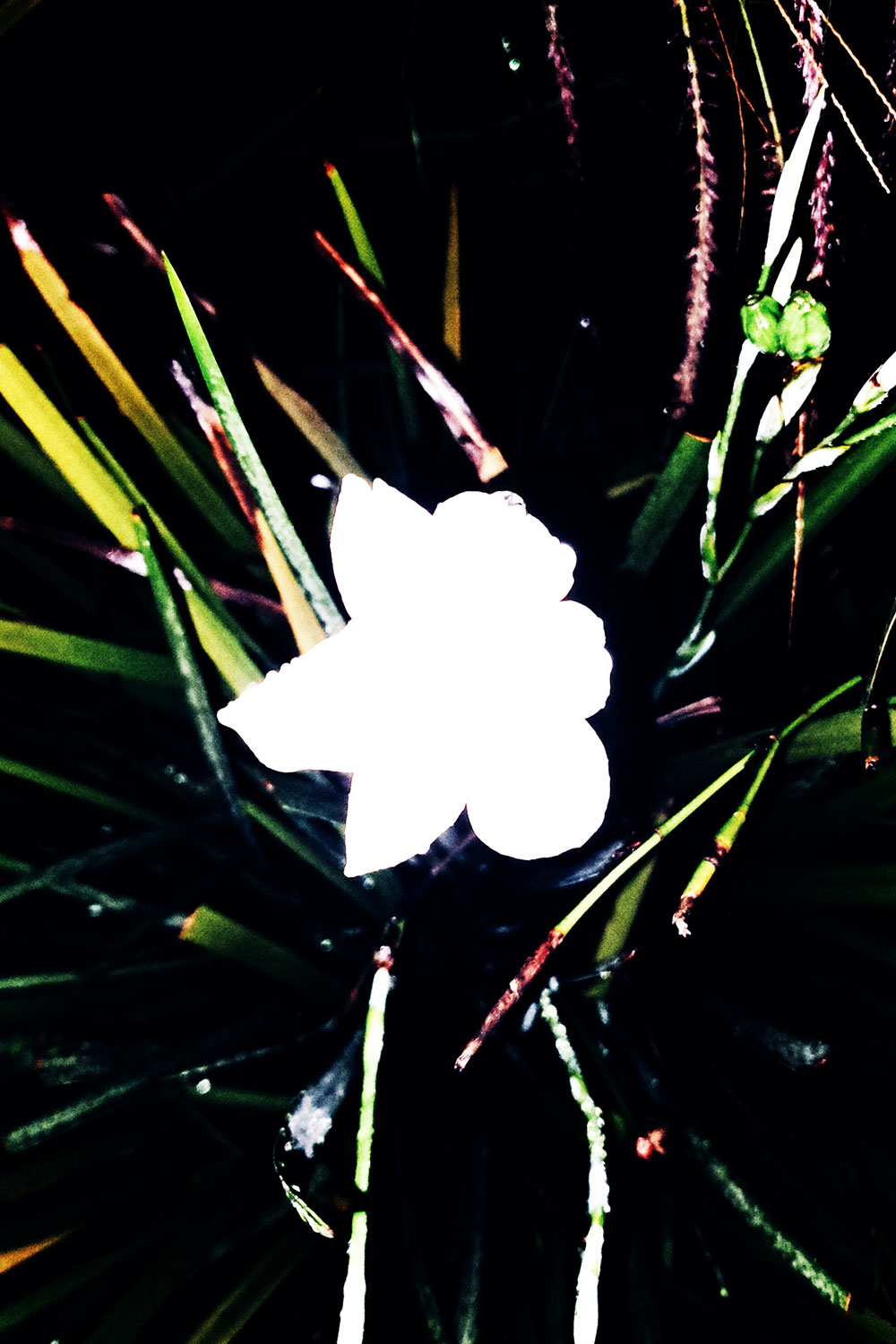 Flashlight flowers