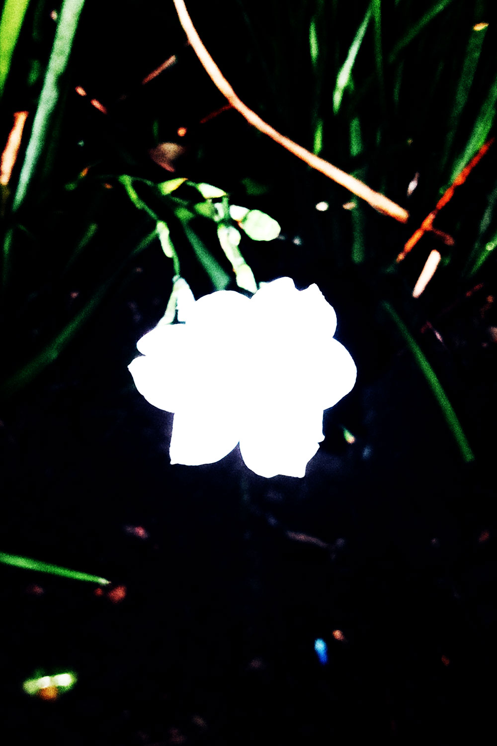 Flashlight flowers
