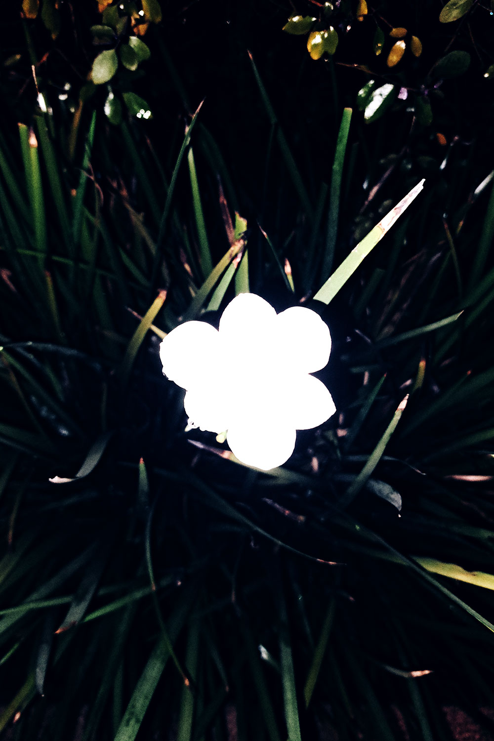 Flashlight flowers series