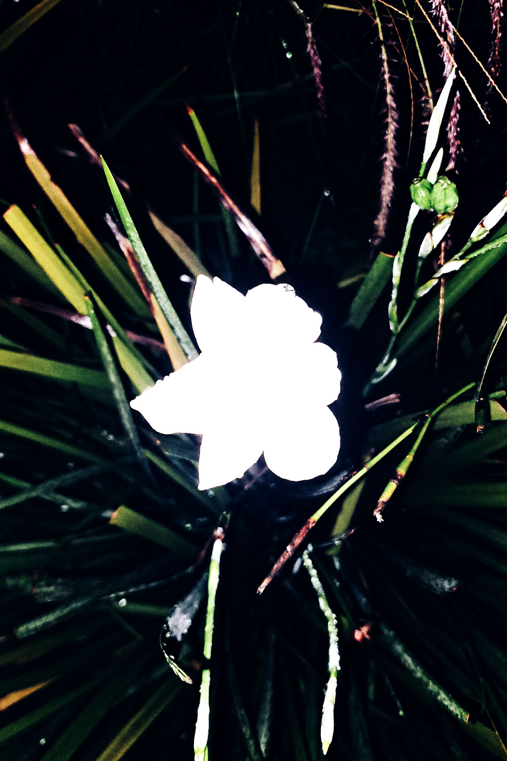 Flashlight flowers series