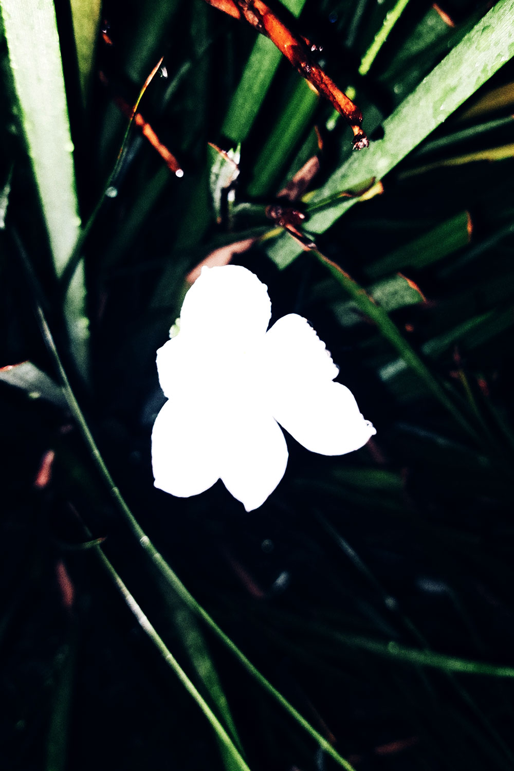 Flashlight flowers series