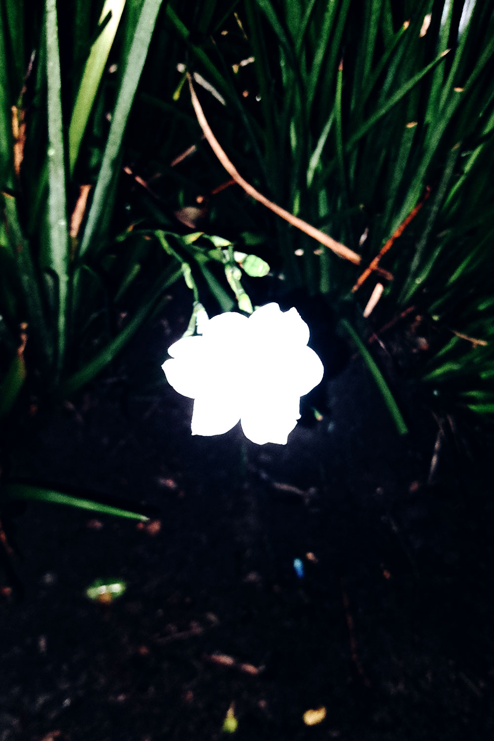 Flashlight flowers series