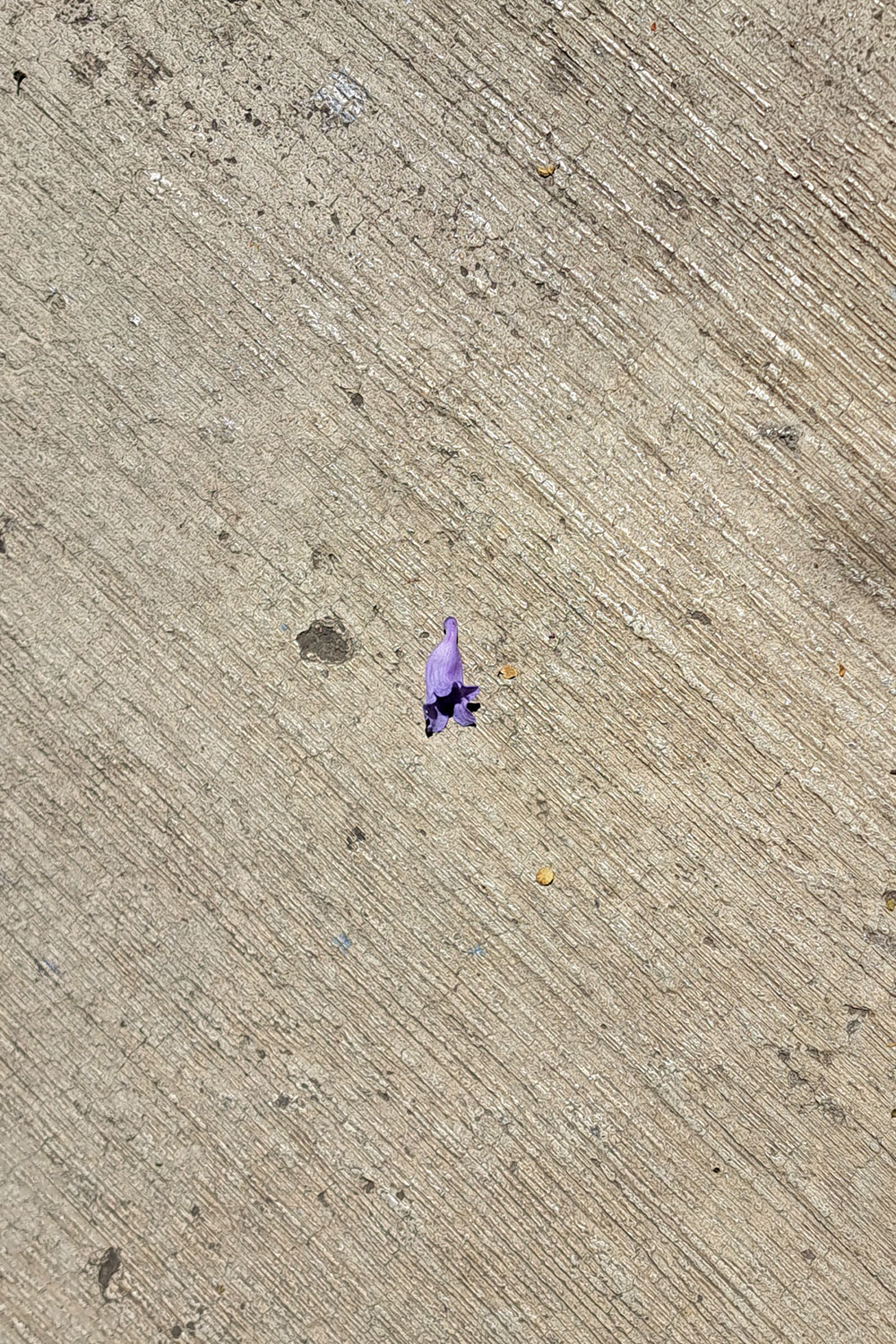 Flower, litter