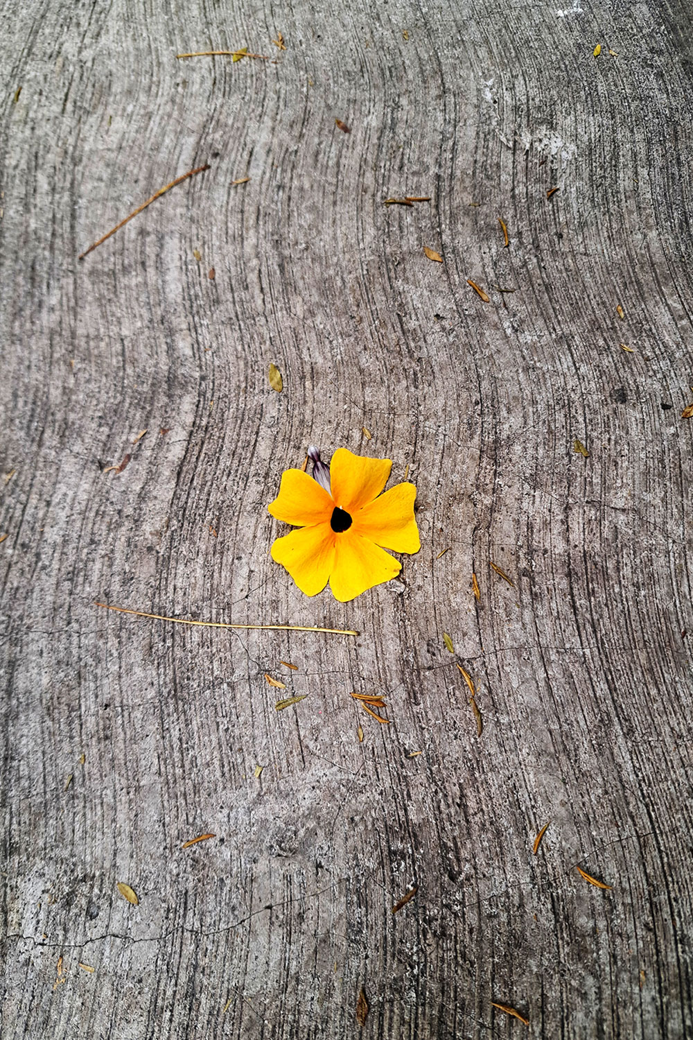 Flower, litter photos