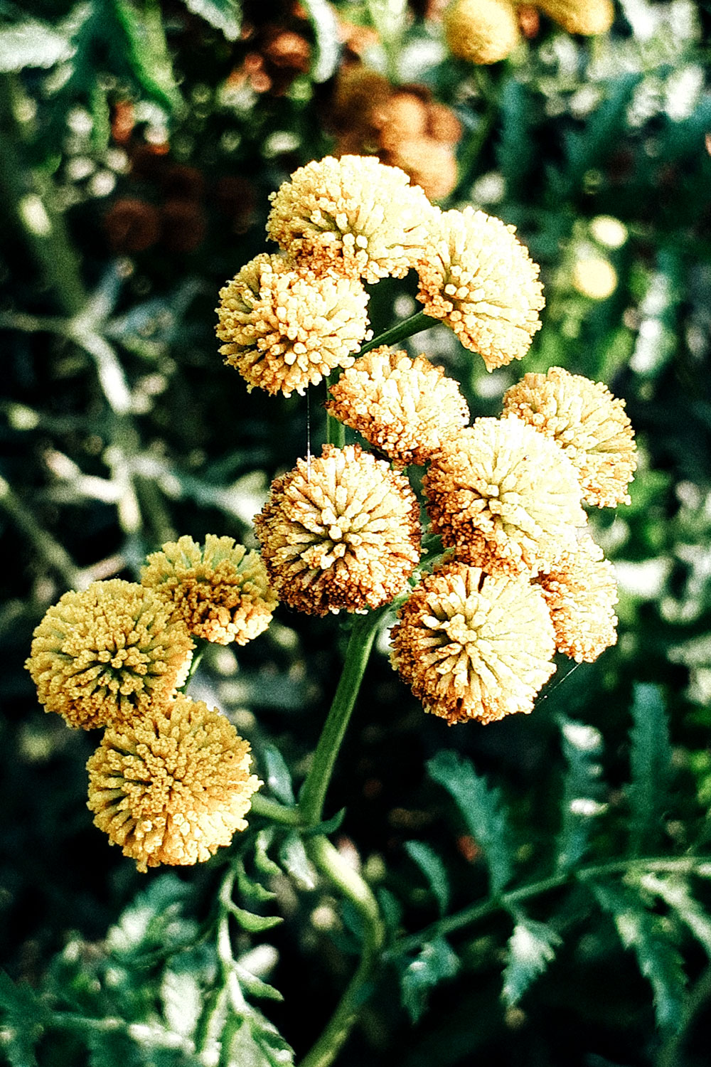 French garden photos