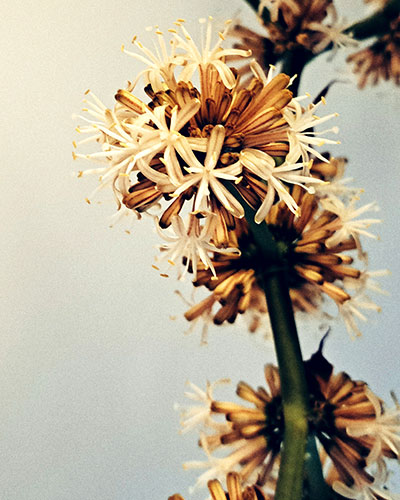 Random flowers series