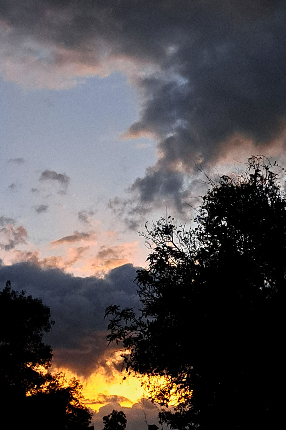 Skies, trees and clouds