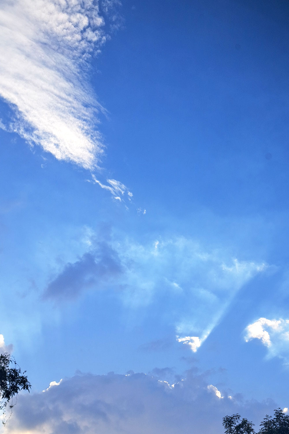 Skies, trees and clouds