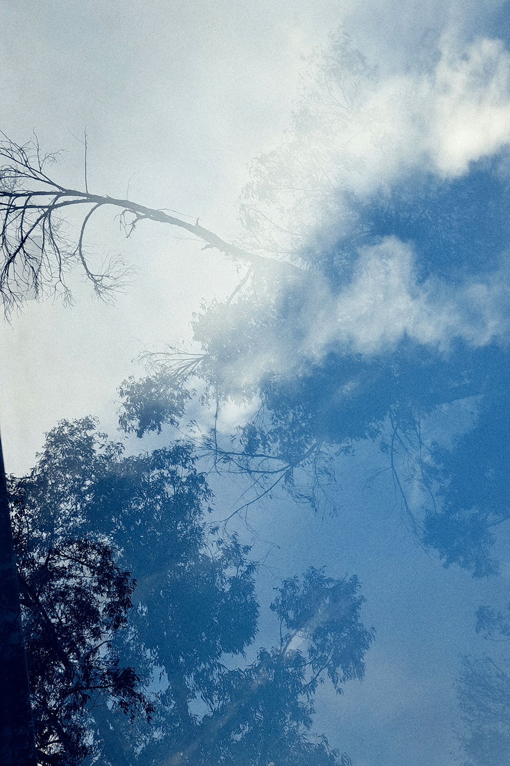 Skies, trees and clouds, reflected