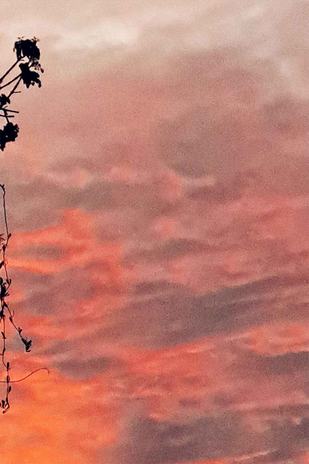 Skies, trees and clouds series