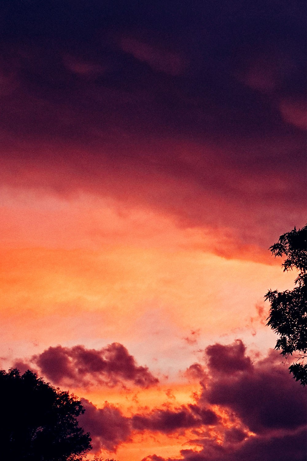 Skies, trees and clouds series