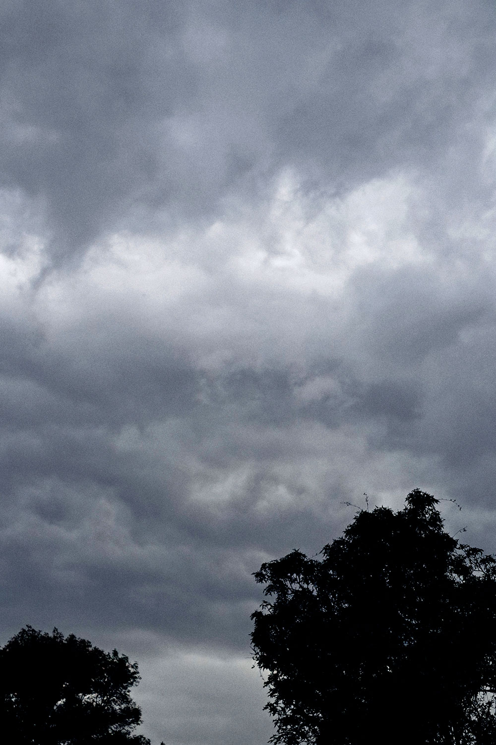 Skies, trees and clouds series