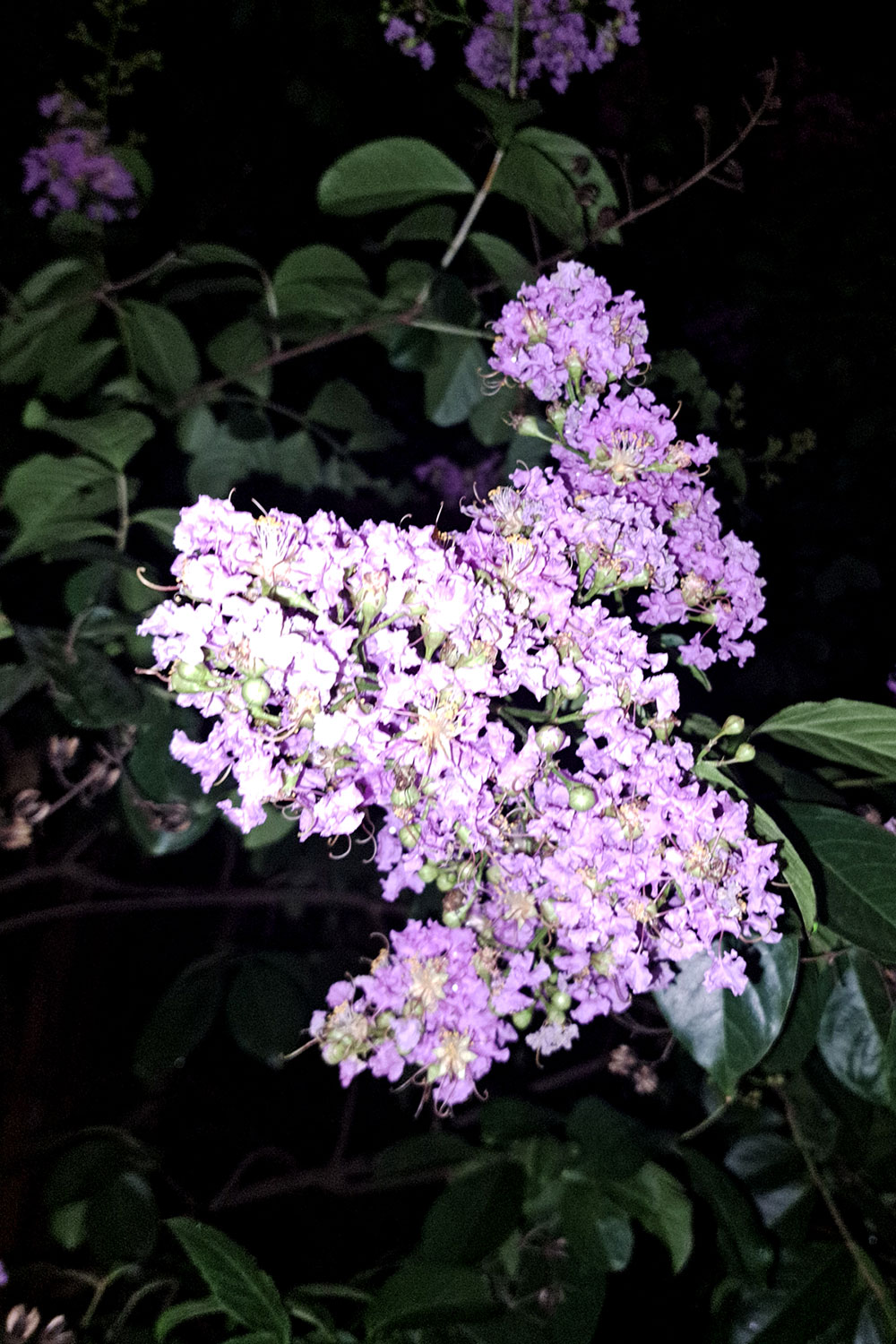 Wednesday night flowers photos