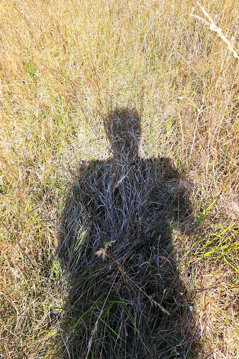 Silhouette