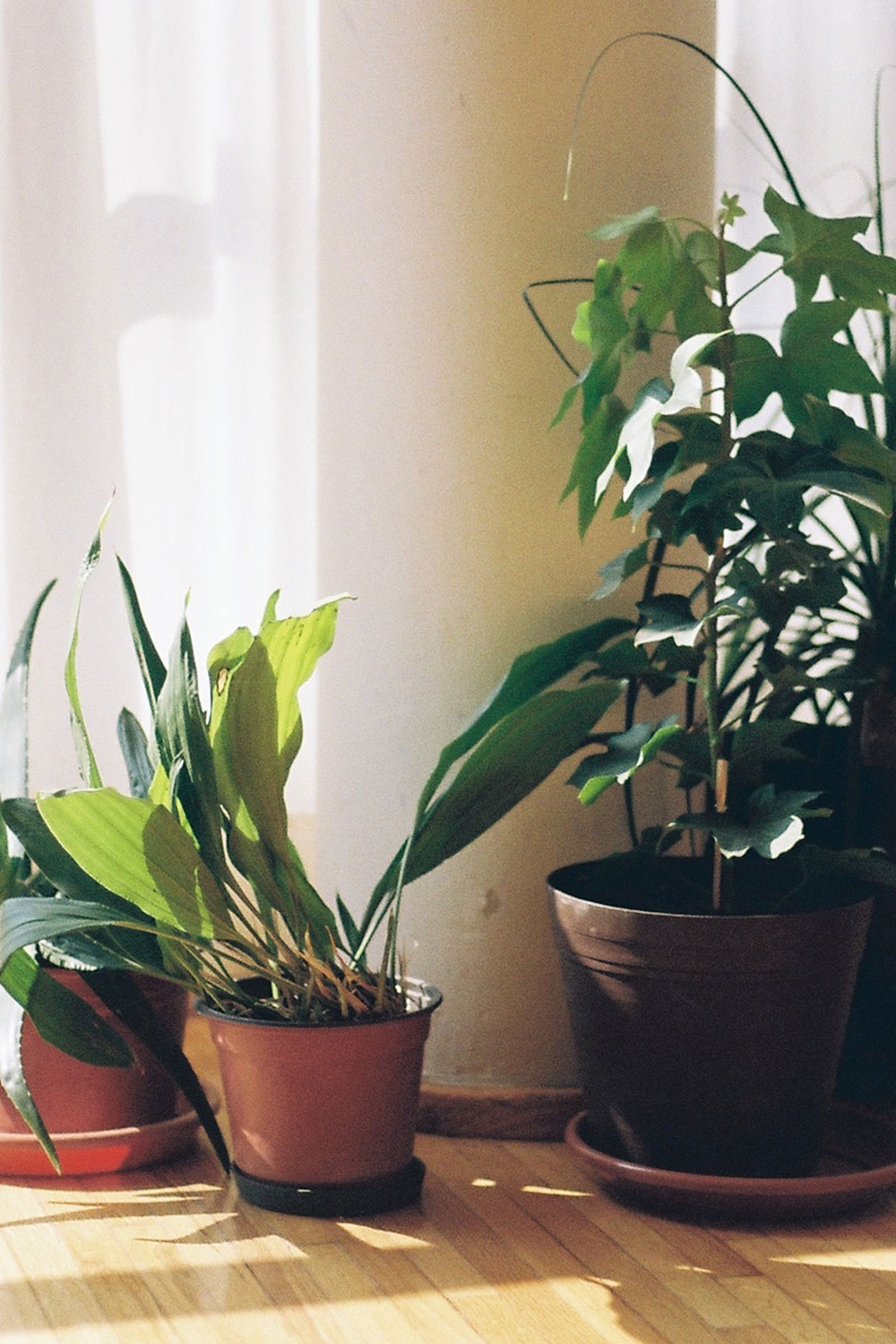 Flora