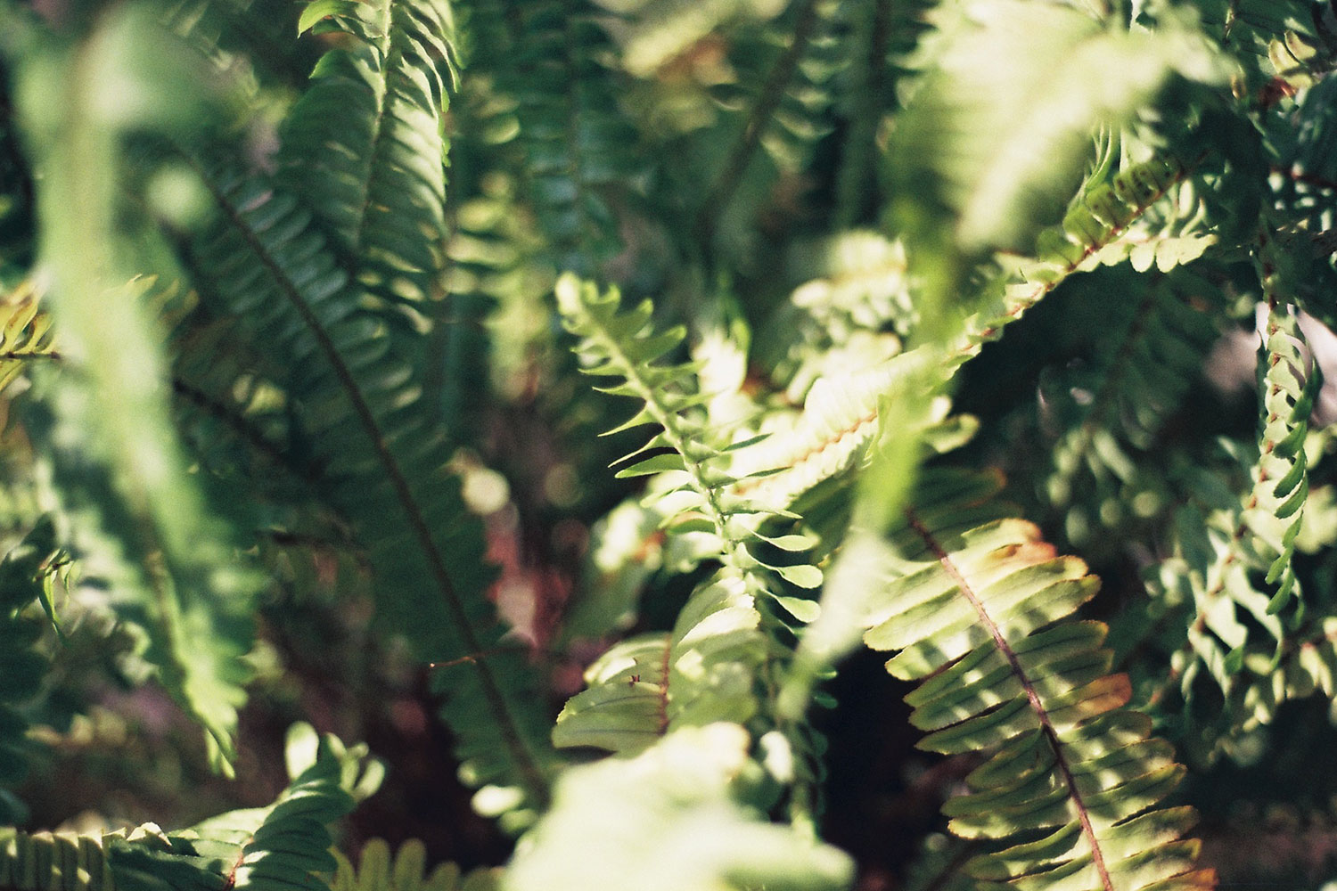 Flora