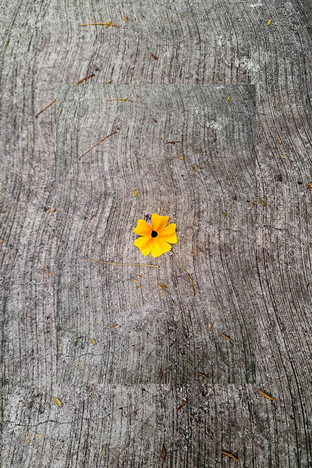 Flower, litter