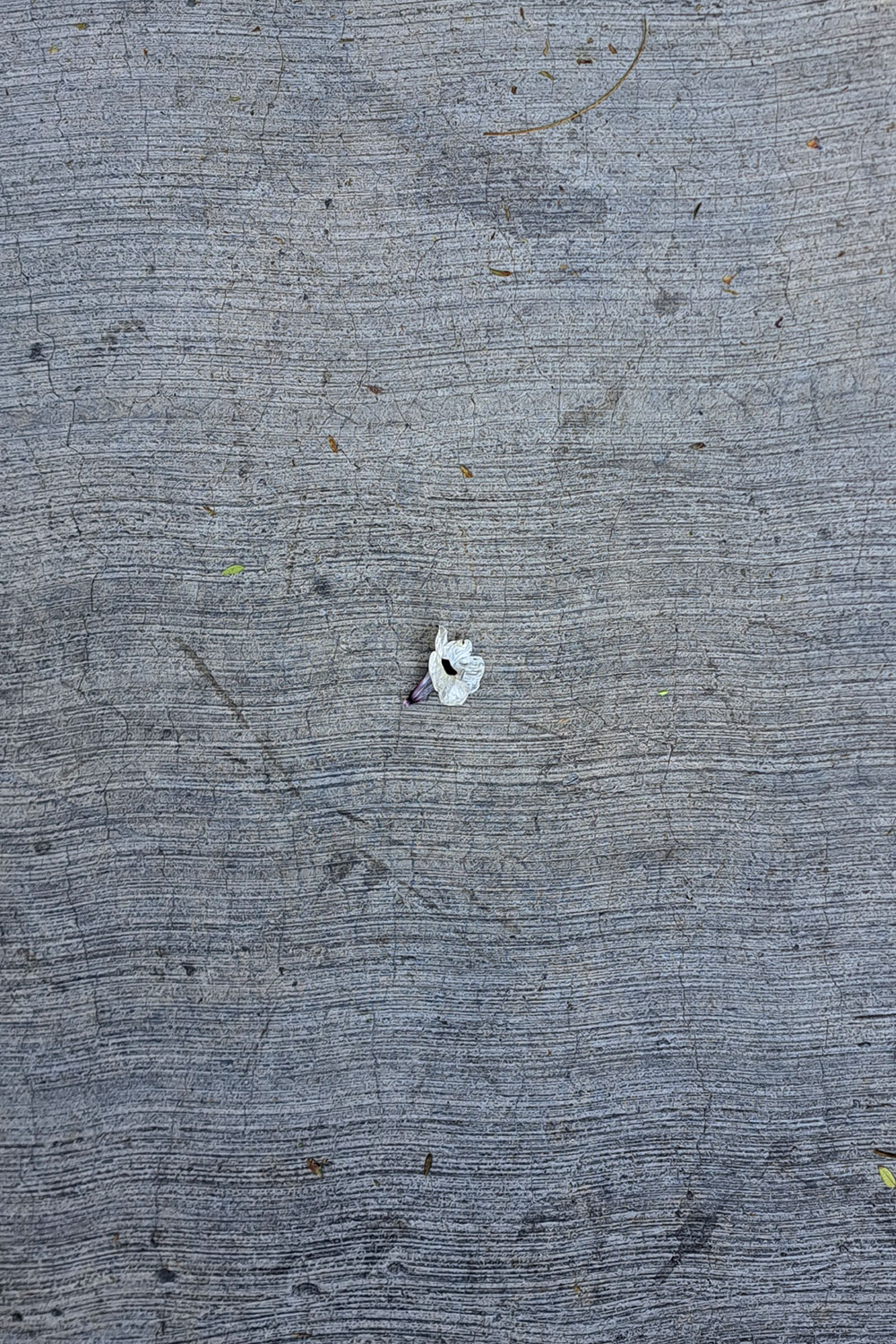 Flower, litter