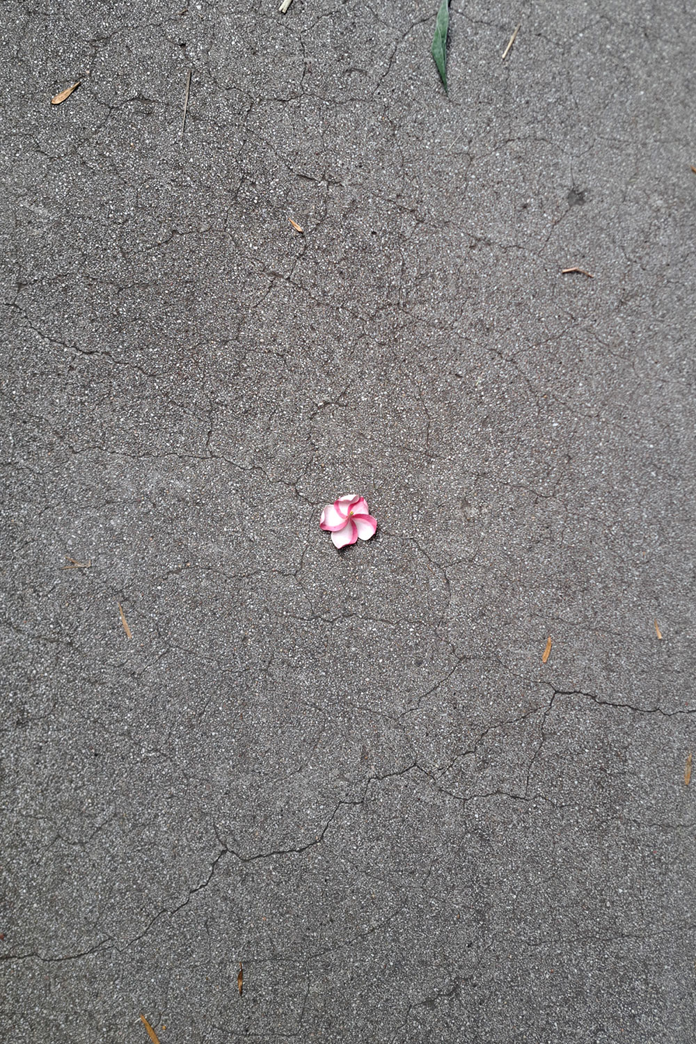 Flower, litter