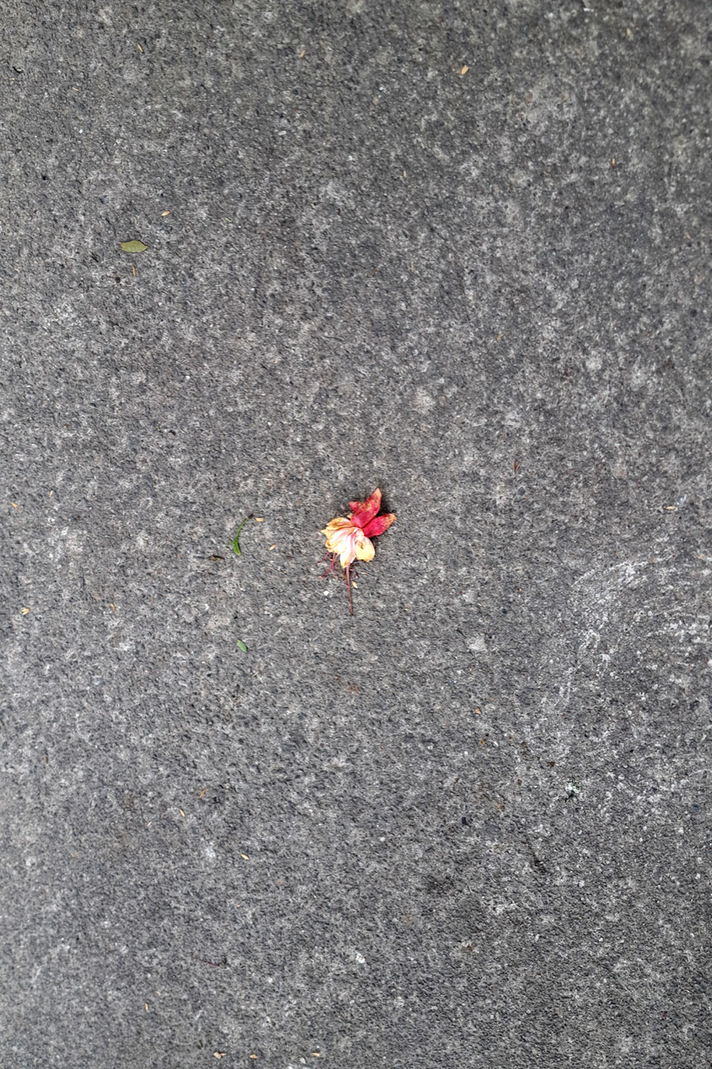 Flower, litter