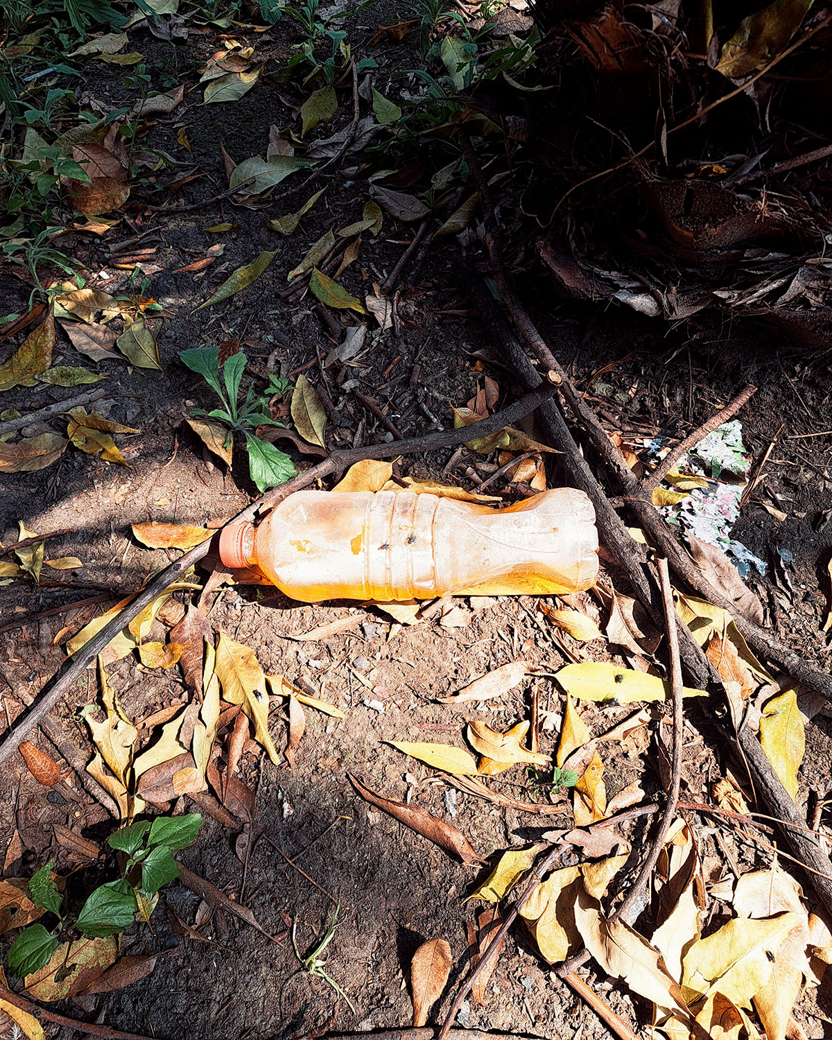 Pee bottles (Ananas)