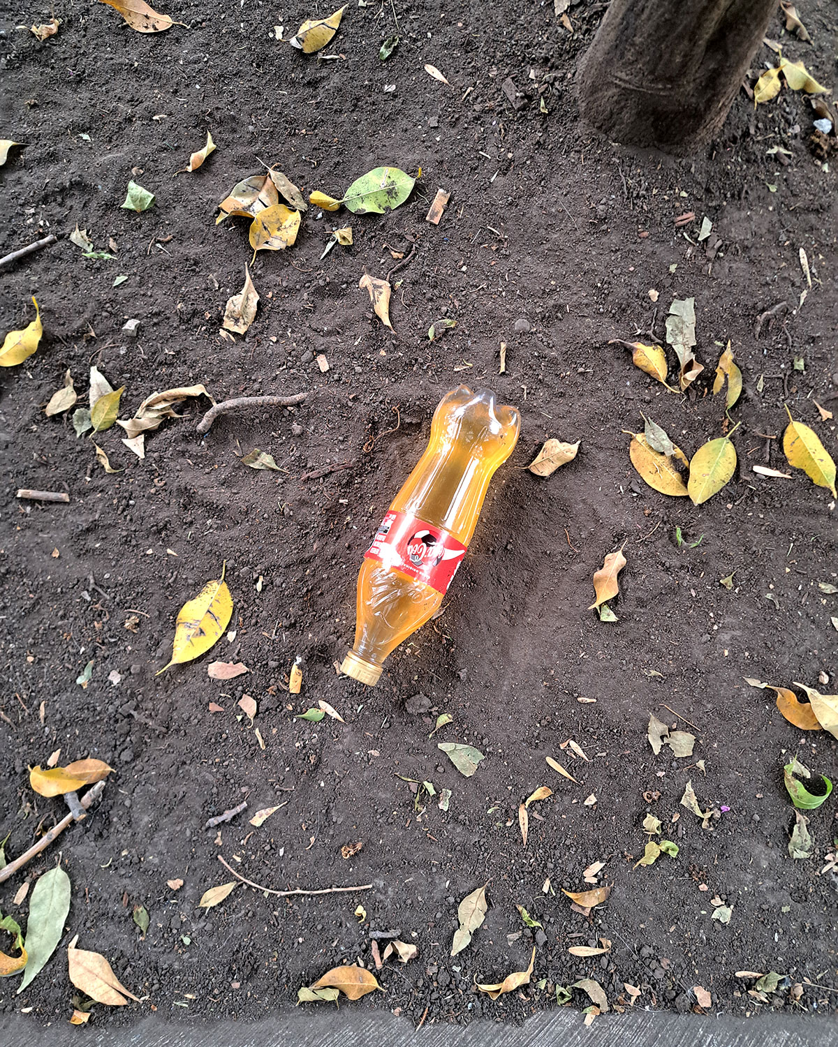 Pee bottles (Ananas)