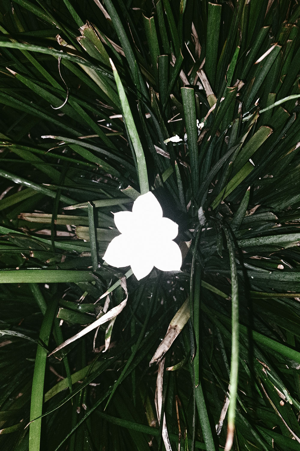 Flashlight flowers