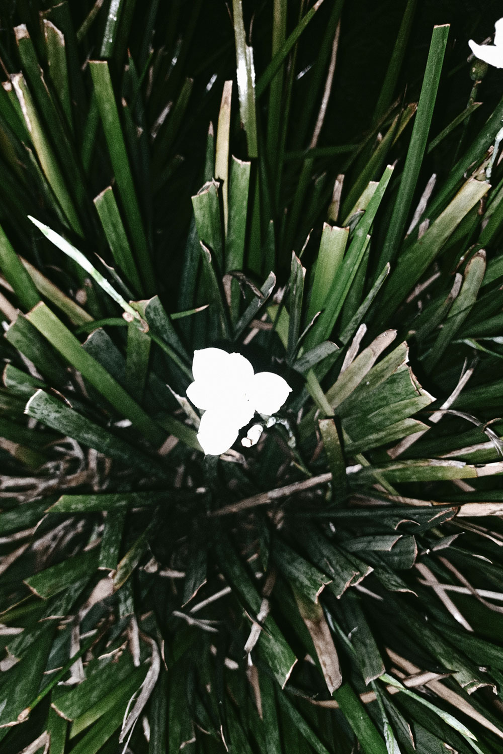 Flashlight flowers