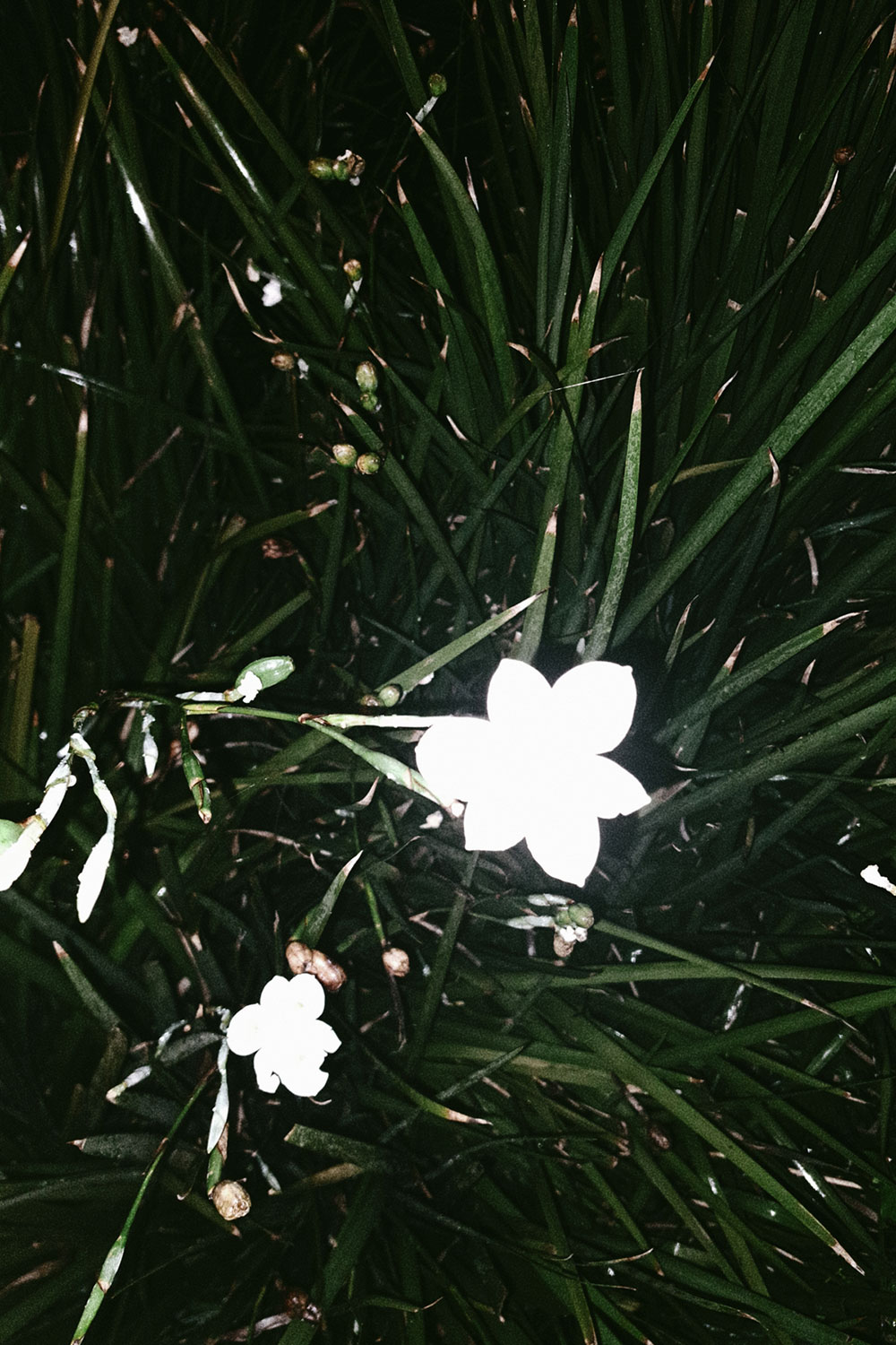 Flashlight flowers