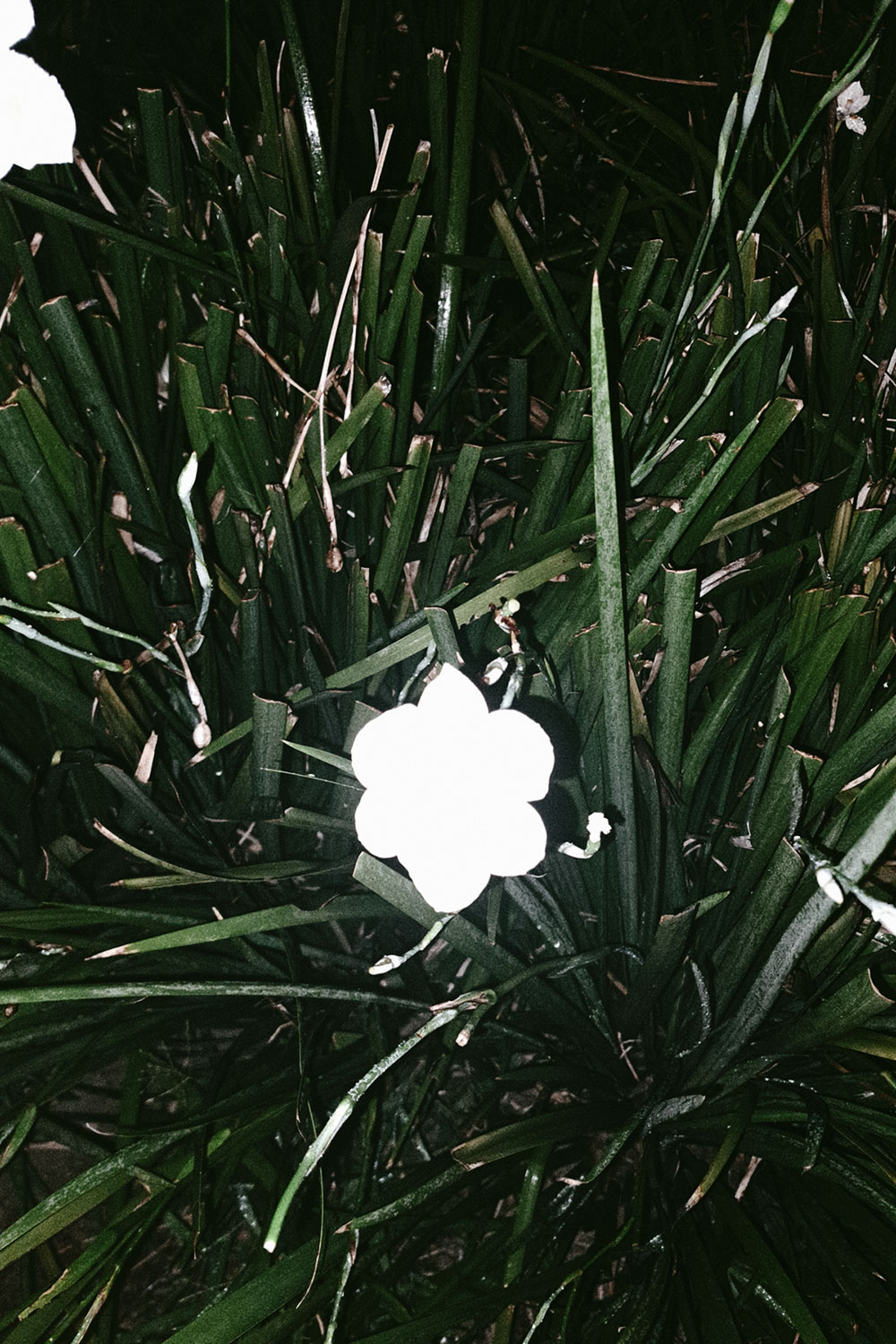 Flashlight flowers