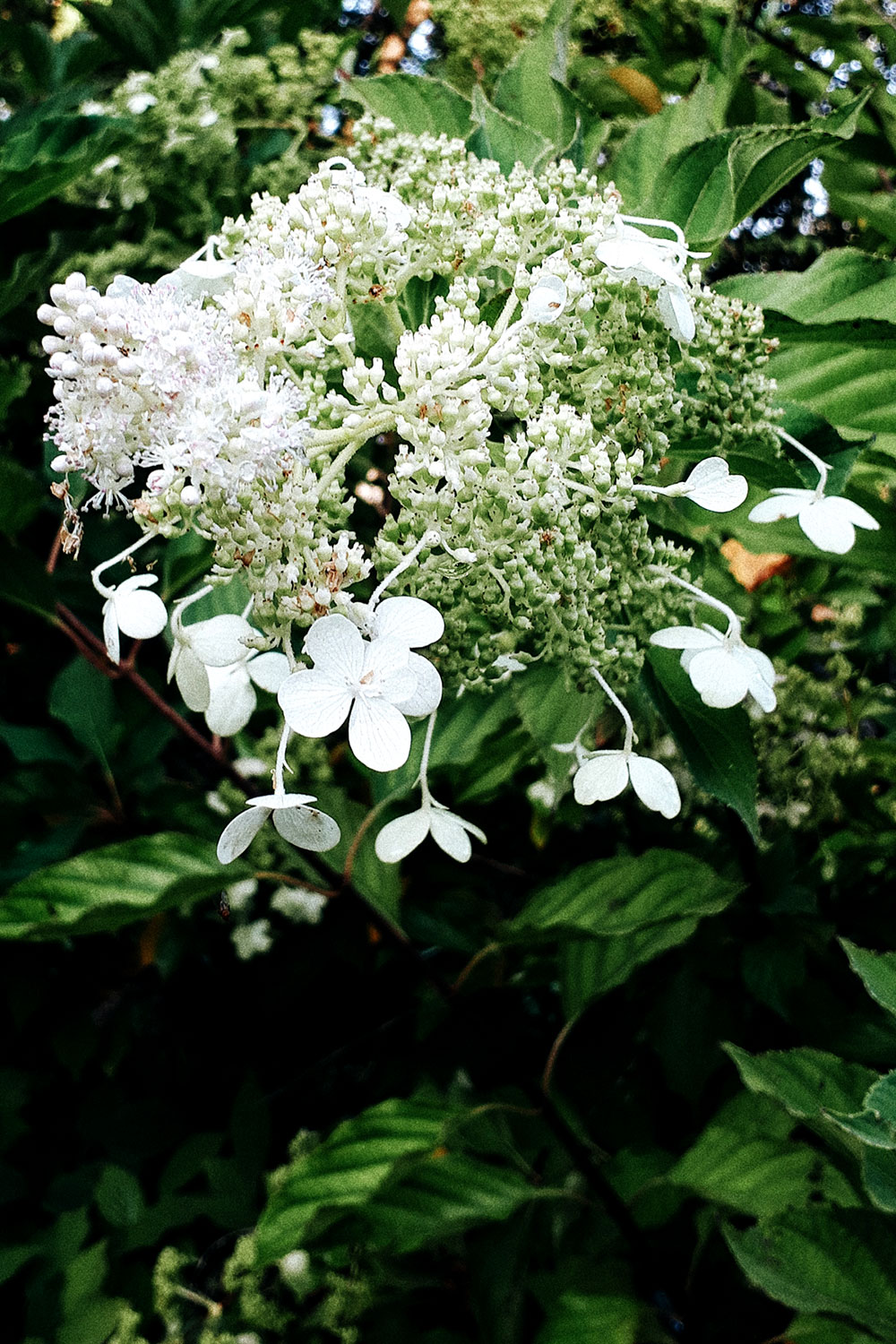 French garden