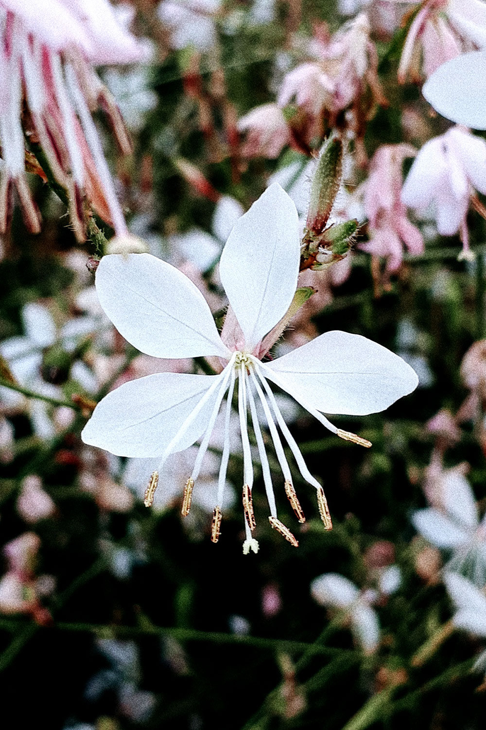 French garden