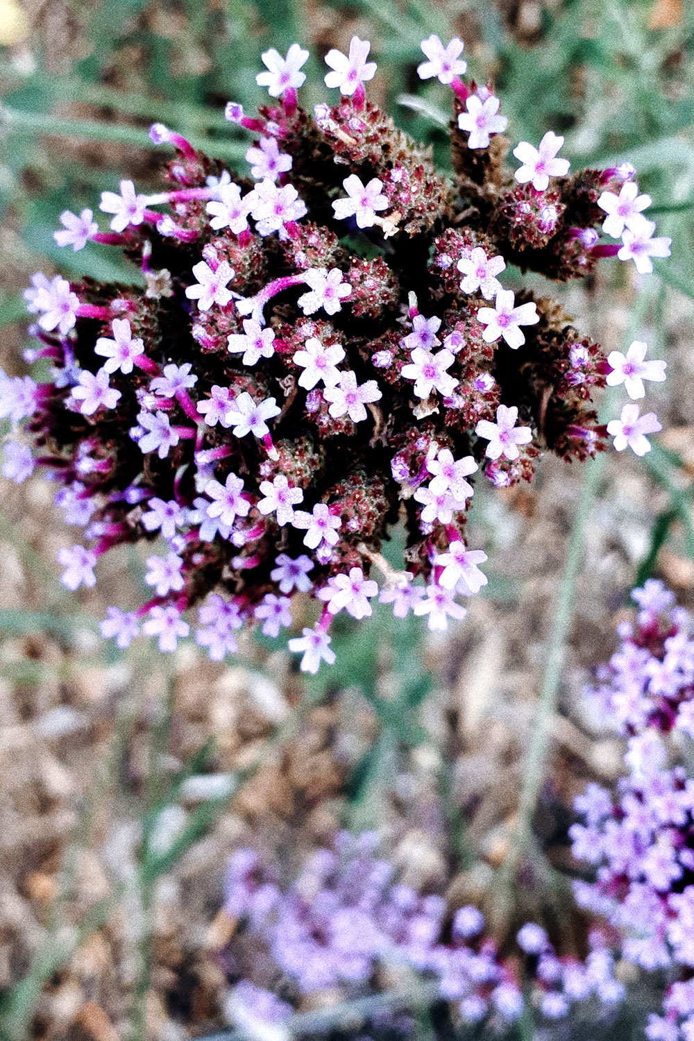 French garden