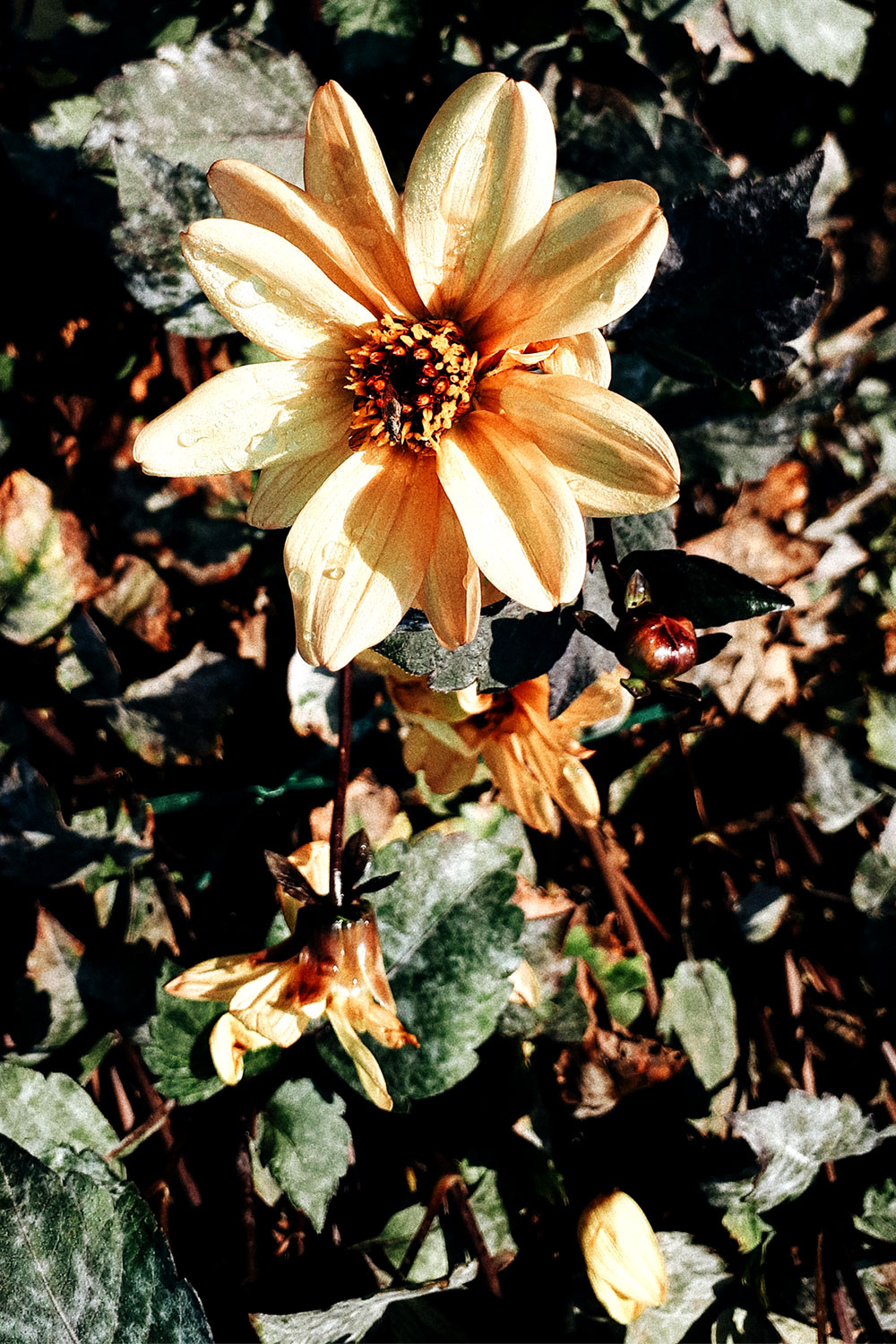 French garden