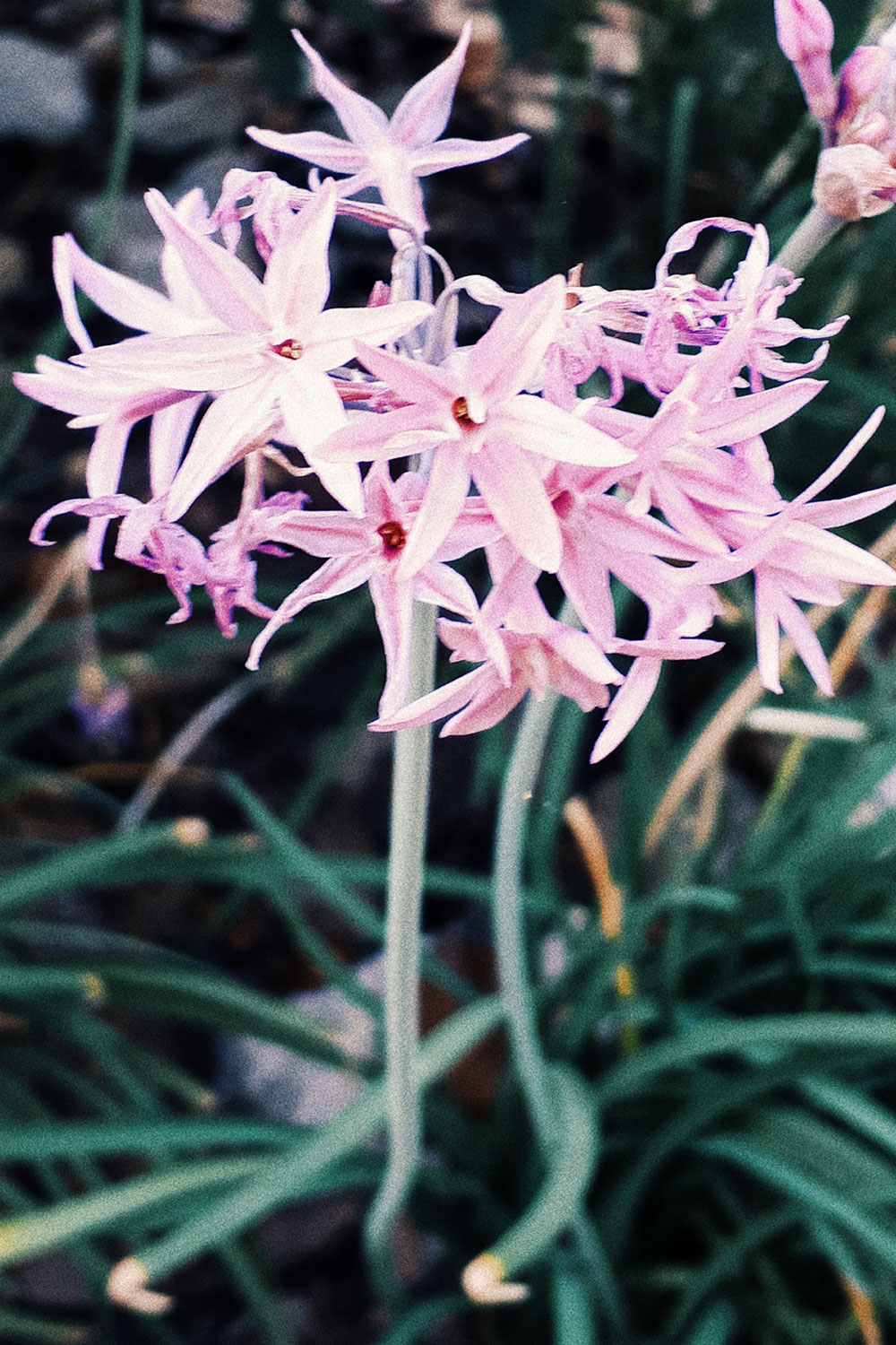 French garden