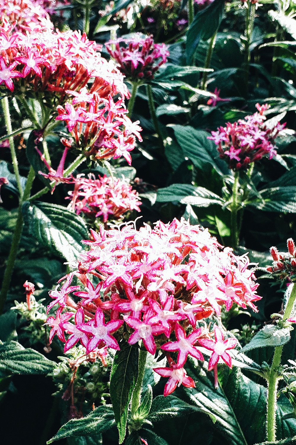 French garden